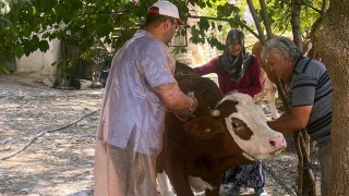 Çankırı’da Şap Aşılama Kampanyası Devam Ediyor