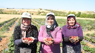 Coğrafi İşaretli Hüyük Çileği Hasadı Başladı