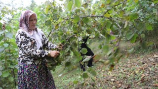 'Fındık Dalda Aklın İşçide Kalmasın' Projesiyle Ordu Ekonomisine Milyonlarca Lira Katkı