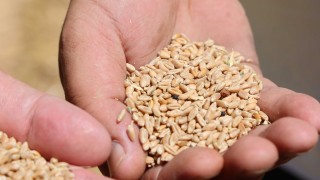 Halk Ekmek İçin Buğday Hasadı Başladı: Tarladan Sofraya Yerli Üretim