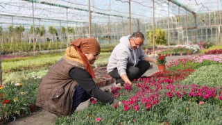 Muğla'da Alım Garantili Çiçek Üretimi İle Ekonomi Canlanıyor