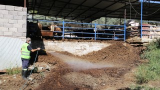 Narenciye Üreticisine Büyük Destek: Hatay'da Akdeniz Meyve Sineğiyle Mücadele