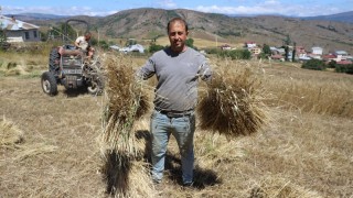 Ordu'da Siyez Buğdayı Üretimi 2 Bin Dekara Ulaştı
