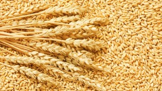 Rusya, Tahıl İhracat Vergilerini Bir Hafta Daha Sıfırladı