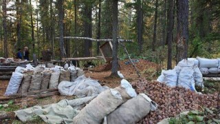 Rusya’dan Çam Fıstığı İhracatına %50 Gümrük Vergisi