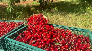 Türk Kirazı Türkiye'de 1000 TL, Norveç'te 300 TL