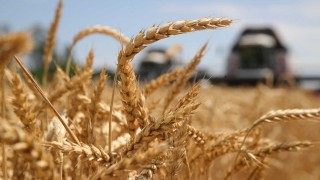 ABD Tarım Bakanlığı Rusya’nın Buğday Üretim Tahminini Yükseltti