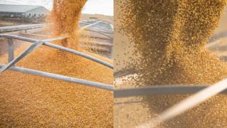 ABD Tarım Bakanlığı: Soya ve Buğday İhracatında Düşüş Kaydedildi
