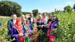 Balya’da Aronya Hasadı Başladı: Bölge Ekonomisine Katma Değer Sağlıyor