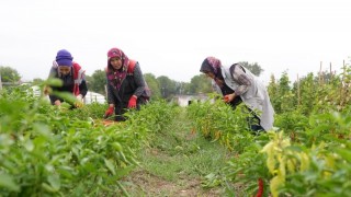 Düzce Belediyesi ata tohumu projesinde ilk hasadı yaptı