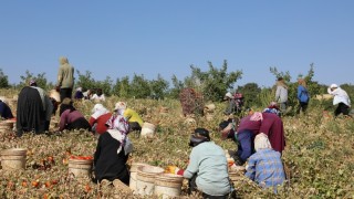 Elazığ'da Organik Kurutmalık Domates Hasadı Başladı