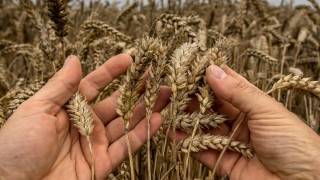 Fransız Buğdayında Protein Oranı Düşük, Kalite Parametreleri Yüksek