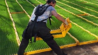 Hollanda’da Seracılıkta Ergonomik Destek: Exoskeleton Pilot Projesi Başladı