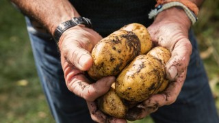 İsviçre’de Patates Üretimine Yeni Tehdit: Proteobakteri Tespit Edildi