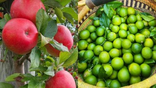 Limon ve Elma İhracatına Fiyat Ayarı Geldi