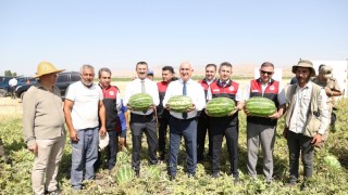 Muş’ta Bereket Hasadı Başladı: Karpuz Tarlaları Şenlendi