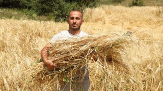 Ordu’da Genç Çiftçi Özer 200 Dönüm Araziyi Tarıma Açtı