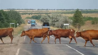 Rusya, yol kenarlarında hayvan otlatma cezalarını artırdı