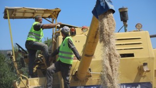 Siyez Buğdayı Üreticisine %25’i Aşan Fiyatla Destek