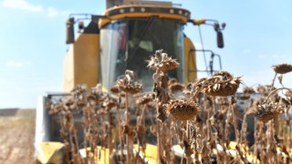 TİGEM: Ceylanpınar’da 2025 ayçiçek hasadı tamamlandı