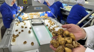 Türkiye'nin Kuru İncir İhracatında Yeni Sezonun İlk Yükleme Tarihi Belli Oldu