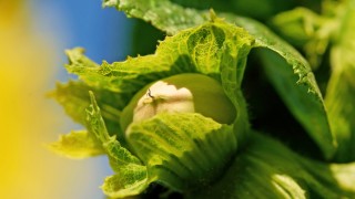 Ferrero, Sırbistan ve Şili’de yeni yatırımlarla küresel fındık ağını güçlendiriyor