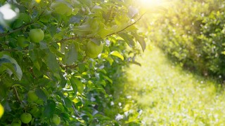 Tarım Bakanlığı, 10 ilde üreticilere 6,5 milyar TL zirai don desteği ödedi