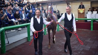 TİGEM 2025 Tay Müzayedesinde 15 safkan yeni sahiplerine kavuştu