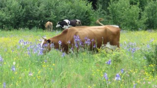 Agroekoloji: Avrupa Tarımında Doğa ve İklim İçin Çözüm