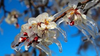 Bakan Yumaklı: Zirai don desteğinde 1,7 milyar TL daha üreticilerin hesabında