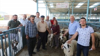 Denizli Büyükşehir, üreticiye damızlık koyun ve koç desteği verecek