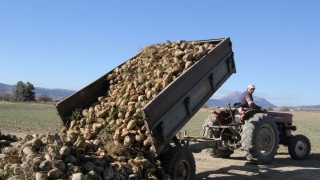 Isparta Gönen'de Şeker Pancarı Hasadı Başladı, Verim Yükseliyor