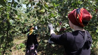Rekabet Kurulu'ndan Ferrero'ya Fındık Alım Taahhüdü Revizyonu