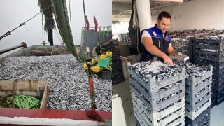 Samsun İl Tarım Müdürlüğü 1,8 milyon kg hamsi avını denetledi