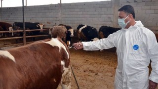 SON DAKİKA... Tarım ve Orman Bakanlığı: Şap Hastalığı Kontrol Altında