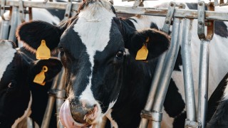 TÜİK: Eylül 2025’te toplanan inek sütü yüzde 1,7 azaldı