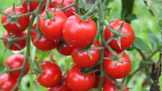 TÜİK: Tarım-ÜFE Ekim 2025’te Yıllık %45,4 Arttı