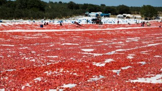 Türkiye 2025’te Kuru Domates İhracatında Dünya İkincisi Oldu