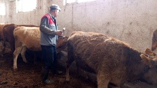 Ağrı Tarım Çakıroba’da büyükbaşlarda şap aşısı yaptı