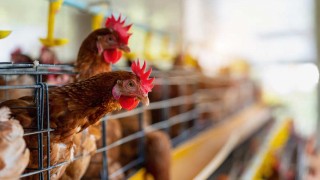 Barış Tavukçuluk konkordato başvurusunu Osmaniye’de yaptı