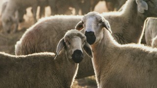 Borç Nedeniyle İcradan Küçükbaş Hayvanlar Satılıyor