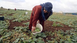 Çiftçi-Sen: İsrail’in UAWC’ye saldırısı protesto etti