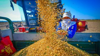 Çin, 2025’te Mısır ve Soya Üretimini Artırmayı Planlıyor