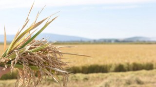 Edirne Milletvekili Ediz Ün: Pirinç ithalatı Ekim’de 13 kat arttı