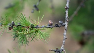 Fransa’da Bitki Karantina Kurumu çam nematodunu doğruladı