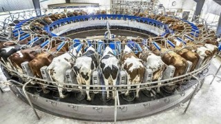 IKAR: Rusya’da süt üretimi 2025’te yüzde 0,2 artacak öngörüsü