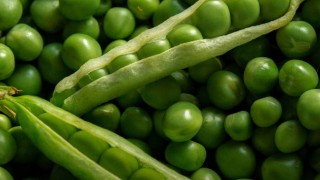 Kopenhag Üniversitesi: Yapay Zeka 50’yi Aşkın Yeni Bezelye Çeşidi Buldu