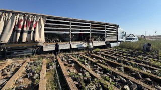 Mardin İl Tarım ve Orman Müdürlüğü Tuz Çalısı Fidanı Sevk Etti