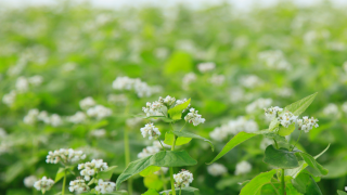 Rusya, 2025’te Karabuğday İhracatında Tarihi Rekor Kırdı