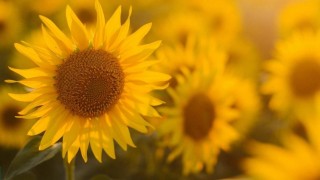 Rusya, 2026’da Ayçiçek Yağı İhracat Vergisini Artıracak